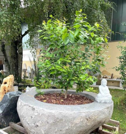 Outdoor brazier/planter hand-hollowed from genuine natural stone, unique monoliths. Dimensions approximately 120-130 cm x height 45 cm.